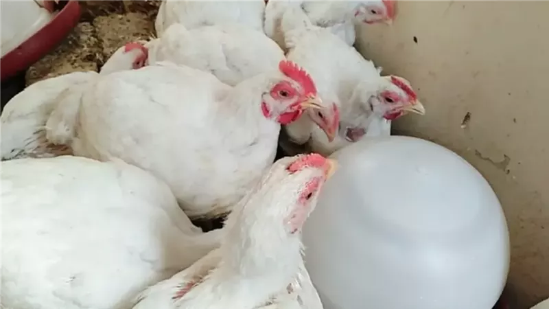 الغدا النهارده فراخ .. تحرك جديد يضرب أسعار الفراخ اليوم وبورصة الدواجن تعلن إنفراجة قريبة وهذا سعر كرتونة البيض
