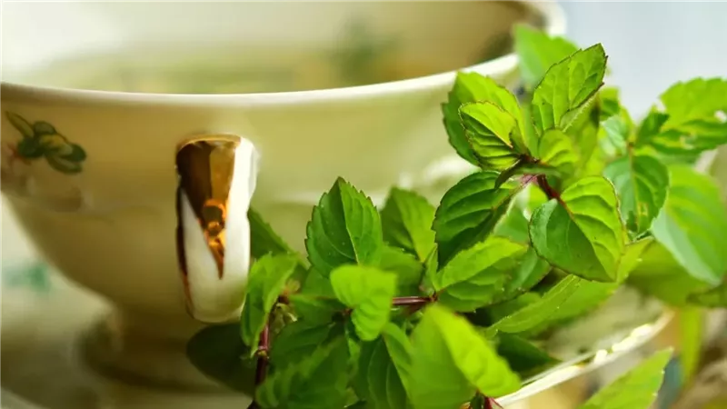 لن تتخيل ما سيحدث لك صحيا لكبدك بعد شرب الشاى الأخضر