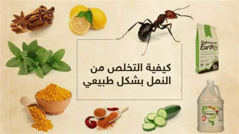                    ادفعي 20 جنيه بس طريقة تحضير مركب سحري يقضي على النمل نهائيا 