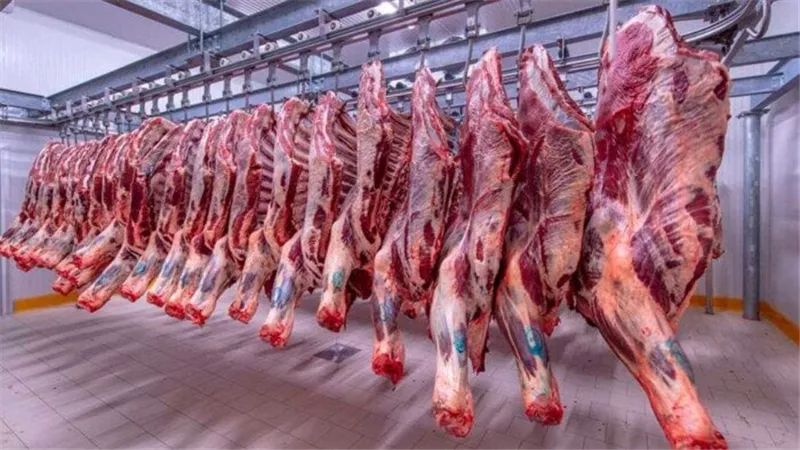 خروف العيد وصل كام ..  أسعار اللحوم البلدي والهندي بجميع المنافذ