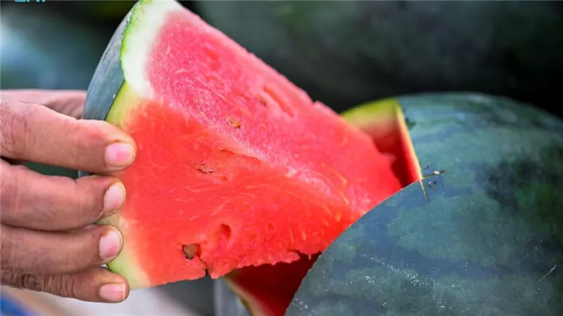 تخلص منه فورا يسبب الوفاه أحذر تناول البطيخ إذا ظهرت به هذة العلامة