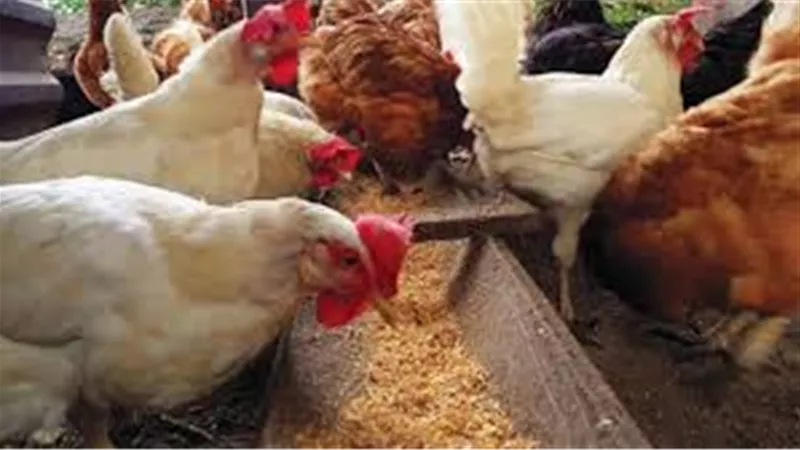 الفراخ بكام النهارده .. أسعار  الدواجن  البيضاء وكرتونة البيض اليوم بالأسواق 