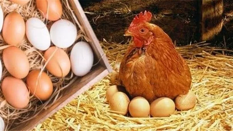 كيلو البانية 185 :  أسعار الدواجن وكرتونة البيض في الأسواق للمستهلك وصلت كام ؟ 