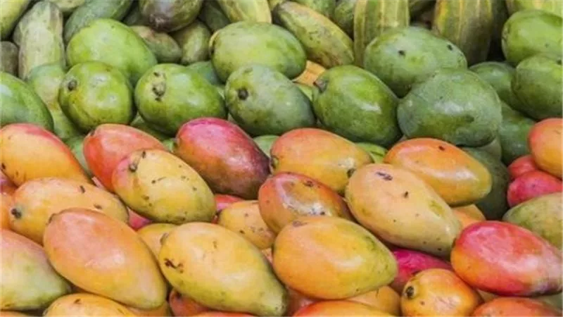 اسعار المانجا اليوم ارخص من الطماطم.. لأول مرة بالتاريخ: هبوط مفاجئ بالاسعار ونقيب الفلاحين يحذر