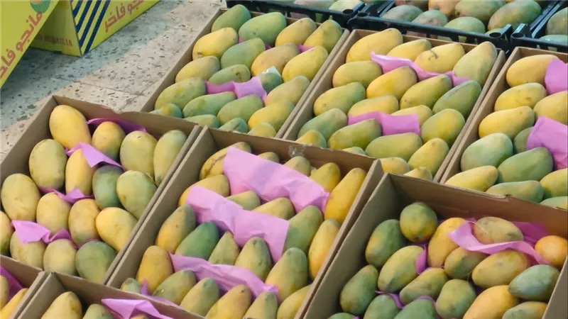ماهي أغلى الأنواع بالأسواق؟ بشرى سارة لمحبي المانجو… الحق بسرعة فرح أولادك تراجع مفاجئ في الأسعار