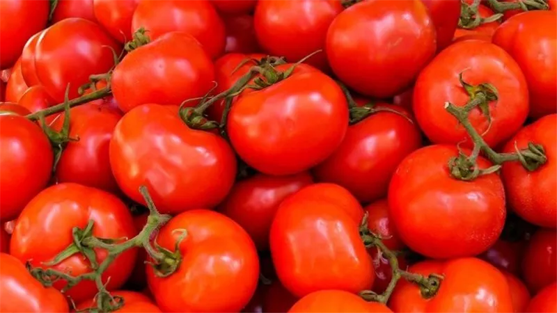 المجنونه مش راسية على بر...ارتفاع جديد فى أسعار الطماطم...اعرف اسعار الخضروات اليوم في الأسواق