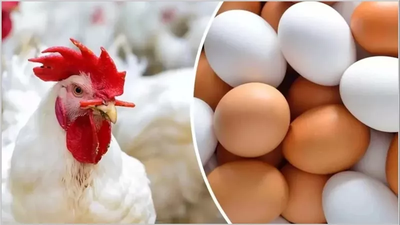 الفراخ رخصت.. انخفاض يضرب اسعار الدواجن والبانيه اليوم بعد قرار الحكومة: الكيلو وصل لكام؟