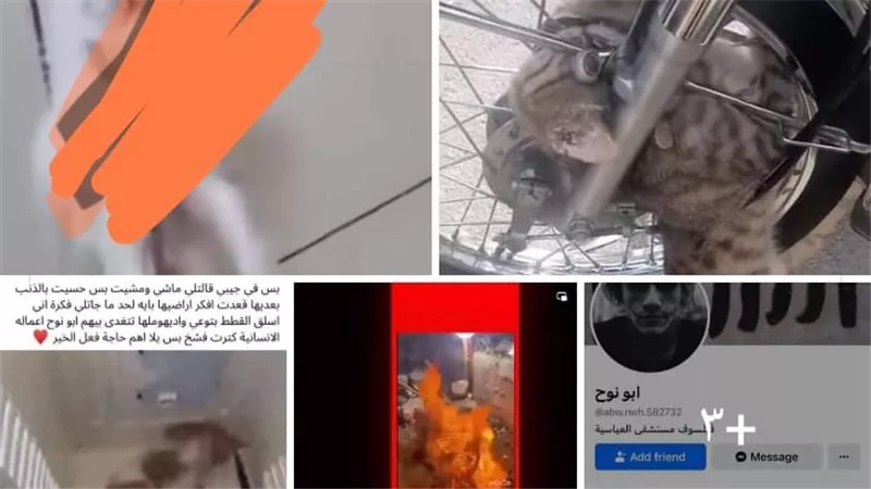 حساب على الفيسبوك يرعب المواطنين بسبب ما يقوم به من أفعال تجاه القطط 