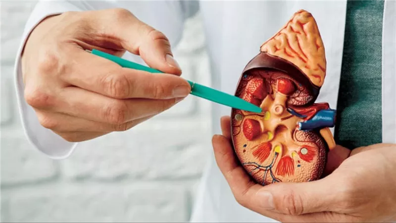إذا ظهرت عليك هذه العلامات الـ٤ فأنت مصاب بحصوات الكلى وعليك الذهاب للطبيب فورا