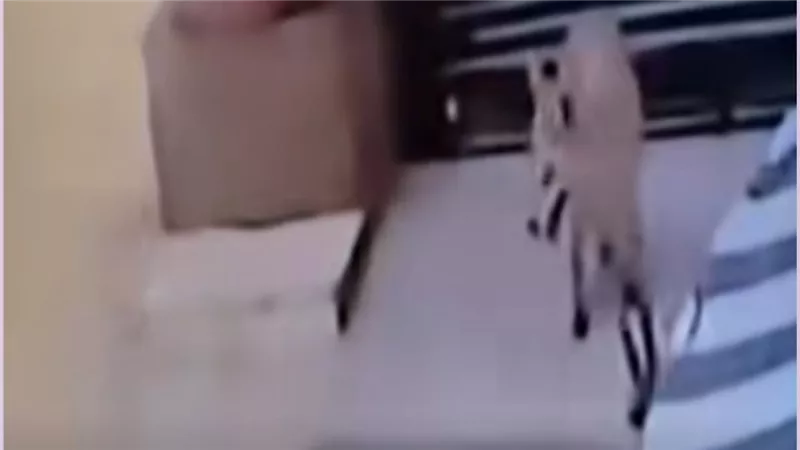 ظهور حيوان غريب في بني سويف: رعب بين الأهالي بعد عقر 'سلعوة' لأحد السكان .. (فيديو)| ما القصة؟ 