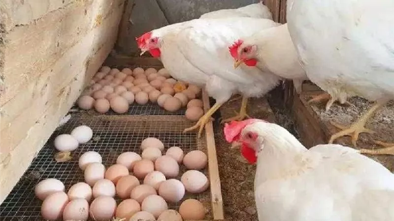ببلاش يا فراخ الغلبان هياكل ويحزن كمان.... أسعار الدواجن والبيض والبانية اليوم الأحد 29/يونيو/2025 بالاسواق والبورصة