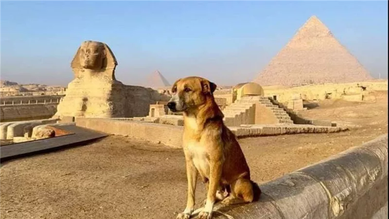 مفاجأة تتعلق بالكلب الذي صعد إلى قمة الهرم خوفو يعلن عنها زاهى حواس للجميع