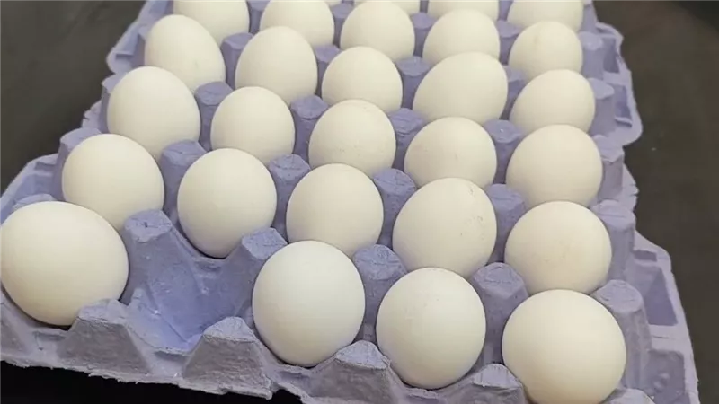 ما هو السعر العادل لطبق البيض بعد استيراد 30 مليون بيضة؟ رئيس شعبة الدواجن يكشف مفاجأة للمواطنين
