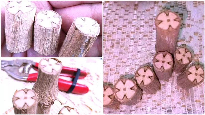 معجزة في كنيسة الصليب.. مطرانية سمالوط تصدر بيانًا عقب ظهور صلبان داخل فروع شجرة ست الحسن يثير الدهشة.. هل هي رسالة إلهية؟