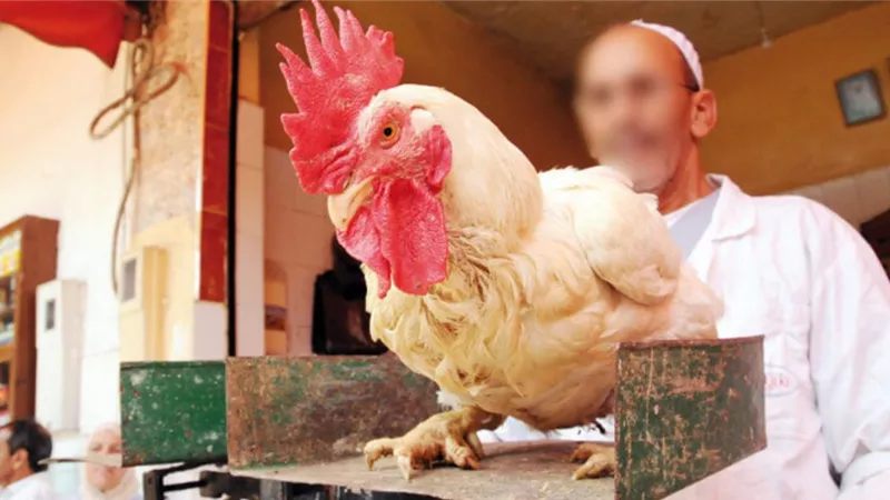 الفطار النهارده فراخ : أسعار الدواجن تسجل أرقاماً جديدة وتخالف توقعات المستهلكين وسعر كرتونة البيض يشعل الأسواق! كيلو الفراخ بكام؟