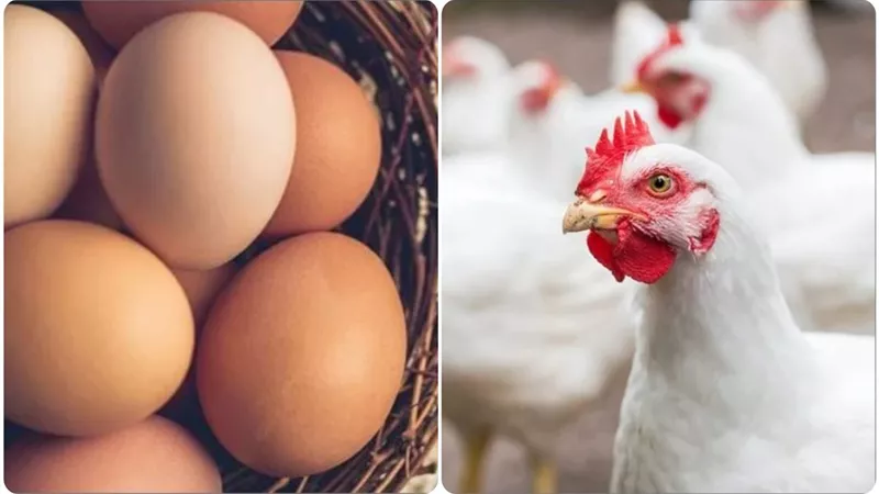 أسعار الدواجن والبيض والبانية اليوم في الأسواق في أول أيام عيد الأضحى المبارك