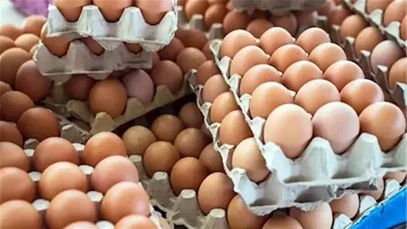 تراجع اسعار البيض بأنواعه اليوم الخميس ورئيس اتحاد منتجي الدواجن يكشف أسباب الانخفاض