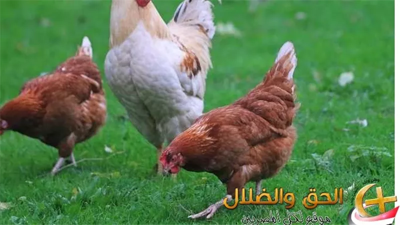 المراقبون ده انسب وقت للشراء والتخزين...أسعار الدواجن والبيض والبانية اليوم الاثنين 14/5/2025 بالاسواق والمحلات