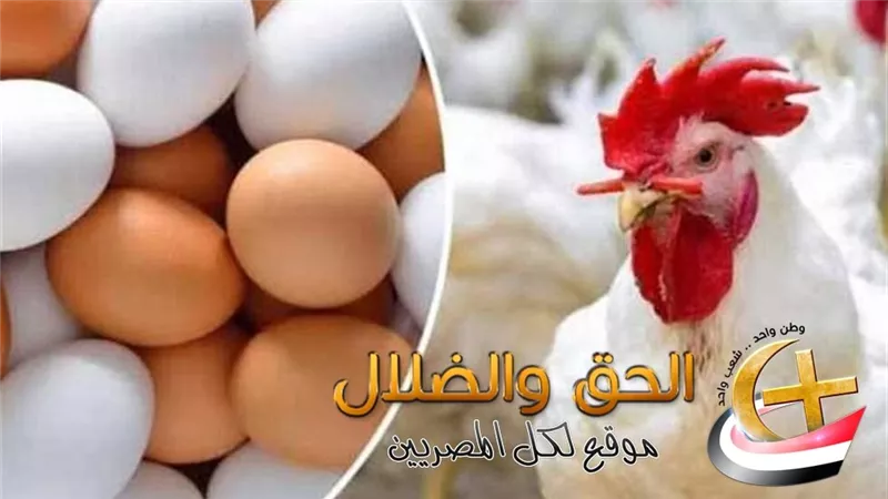 أسعار الدواجن البيضاء وكرتونة البيض اليوم تواصل الثبات بداية تعاملات الثلاثاء 18 نوفمبر 2025