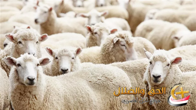 موعد وقفة عرفات وعيد الأضحى 2026 فلكيًا في مصر وتفاصيل أول أيام الإجازة
