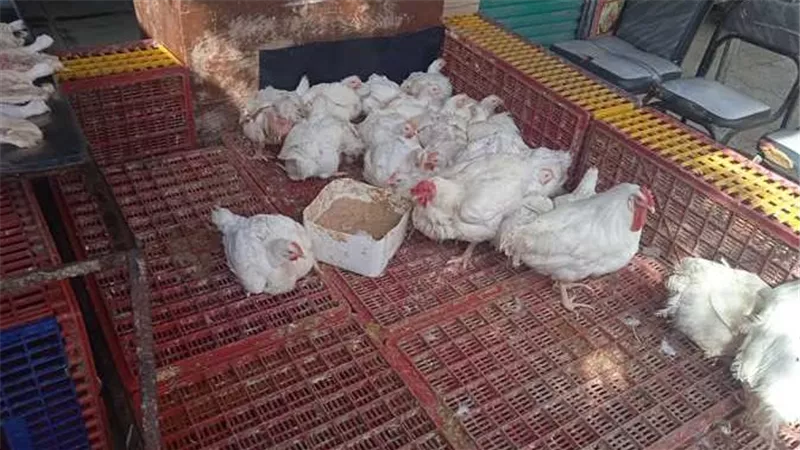 أسعار الدواجن والبانيه اليوم الخميس 28 أغسطس بالاسواق والبورصة: الدجاج الأبيض بـ62  جنيه فى المزارع
