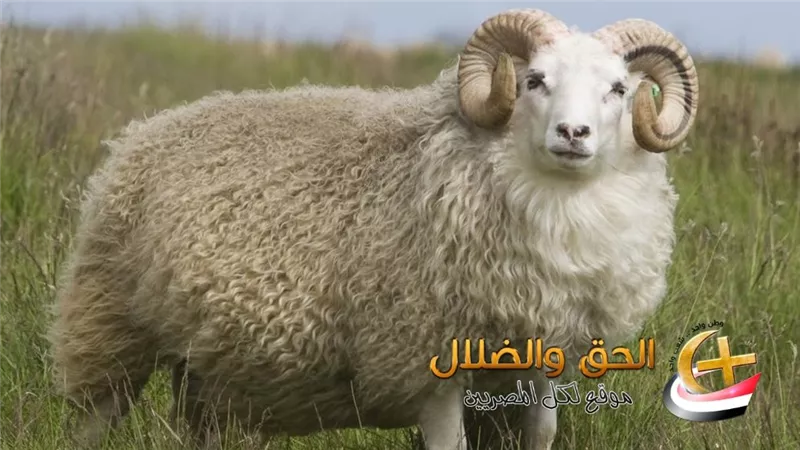 أغرب من الخيال!.. الخروف يتسبب في موت صاحبه وسط ذهول من الحاضرين في 