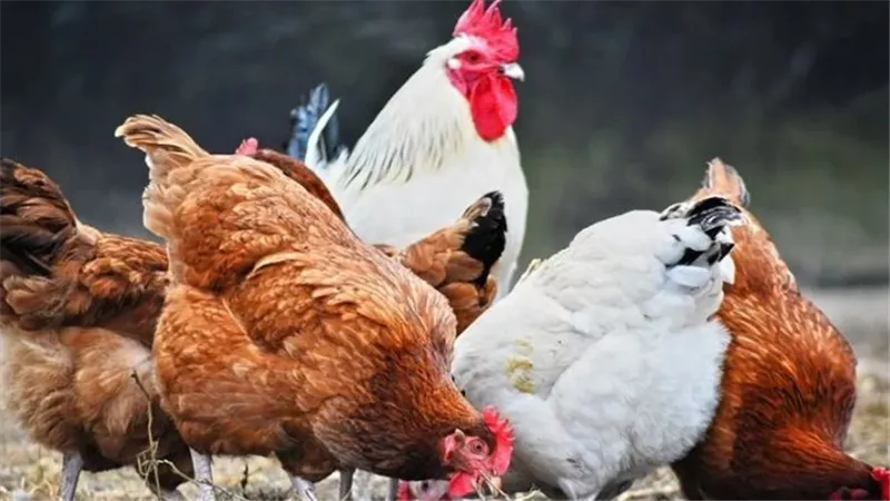 هل تختفي الدواجن الحية من المحلات قريبًا؟ مقترح لحظر البيع بالأسواق لهذا السبب.. شعبة الدواجن تكشف التفاصيل 