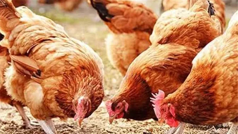 قطاع الدواجن في مصر يواجه خسائر وتقليص الإنتاج رغم فائض 25% وتحقيق الاكتفاء الذاتي