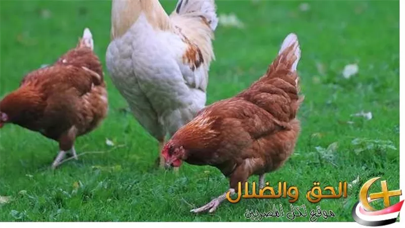 تراجع أسعار الفراخ في السوق  وتصريح من رئيس شعبة الدواجن