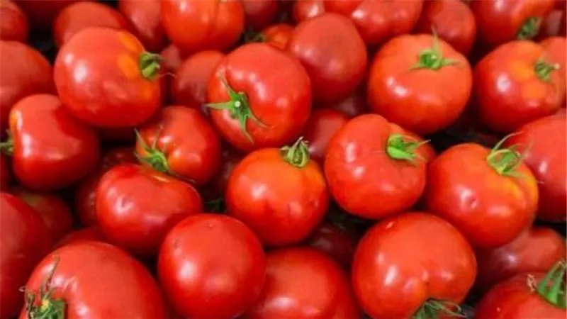 أعرف سعر كيلو الطماطم بعد الانخفاض الأخير.. تراجعت إلى 45 و50 جنيه