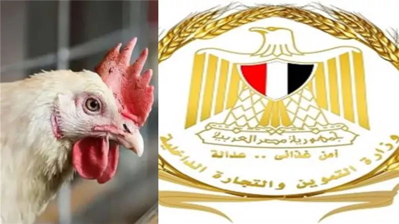التموين تفحص عروض الدواجن منخفضة السعر وتؤكد صلاحيتها وتحذر من الإعلانات المضللة