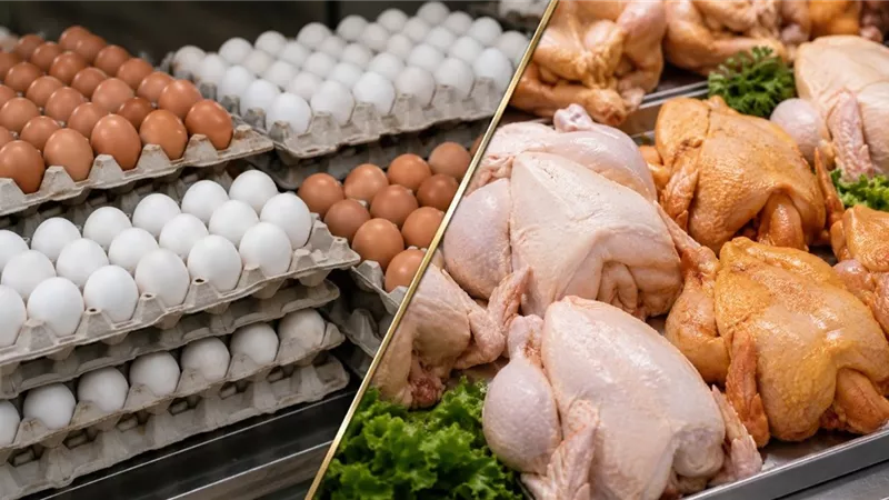 أسعار الفراخ والبيض اليوم.. الساسو ترتفع ومقترح حكومي مطروح لإدراج الدواجن ضمن الدعم العيني