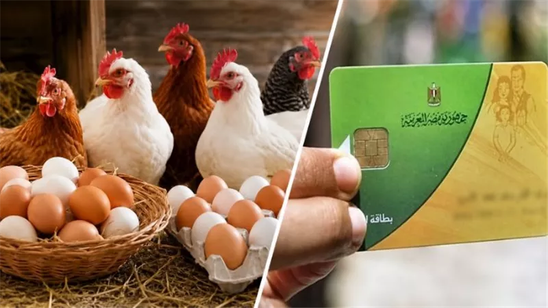 أسعار الدواجن والبيض اليوم الأثنين.. تراجع الفراخ البيضاء والساسو بعد مقترح ضمها إلي منظومة الدعم 