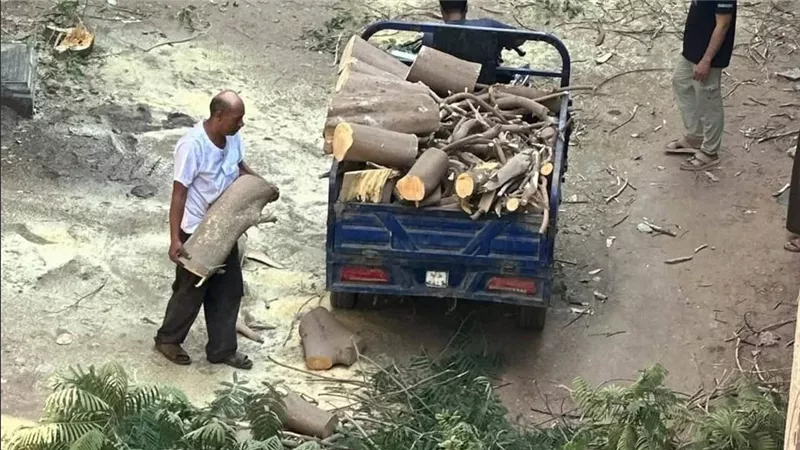 مصدر بالجيزة: لا بلاغات عن قطع أشجار المريوطية وفحص الصور لتحديد حقيقتها