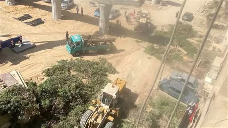 الحكومة تحدد قواعد التعامل مع الأشجار.. الحظر هو الأصل والنقل بديل عند الضرورة