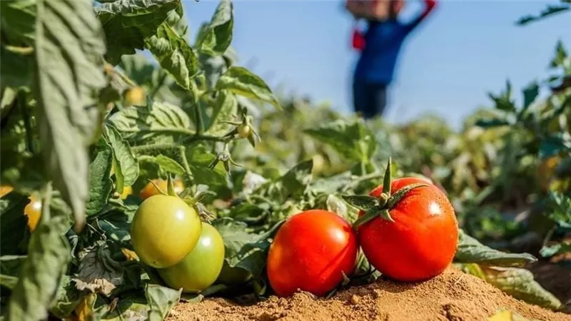 حاتم النجيب ينفي أزمة الطماطم ووصولها إلى 50 جنيهًا.. الجملة بين 7 و15 جنيهًا 