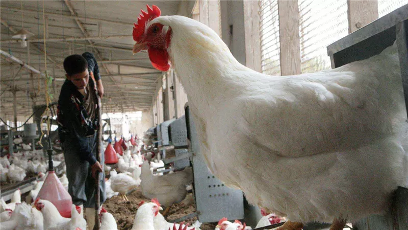 زلزال ضرب سوق الدجاج في مصر بعد تراجع القوى الشرائية