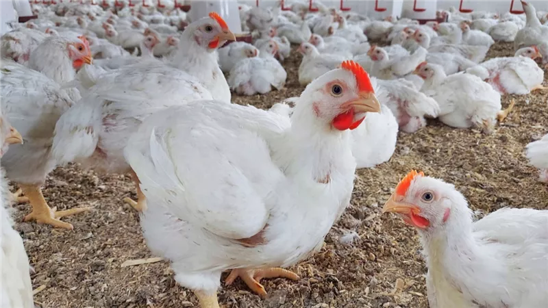 تحرك عاجل لـ منتجي الدواجن بعد استيراد الفراخ من تركيا