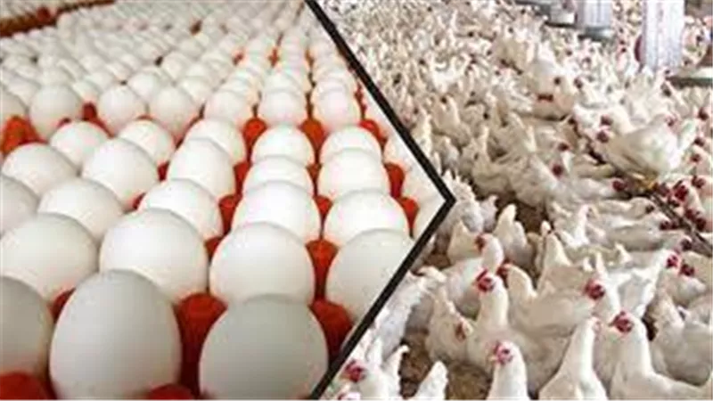 تعرف على ما حدث فى سعر البيض والفراخ فى بداية تعاملات الاسواق المصرية اليوم الاربعاء 22-5-2019